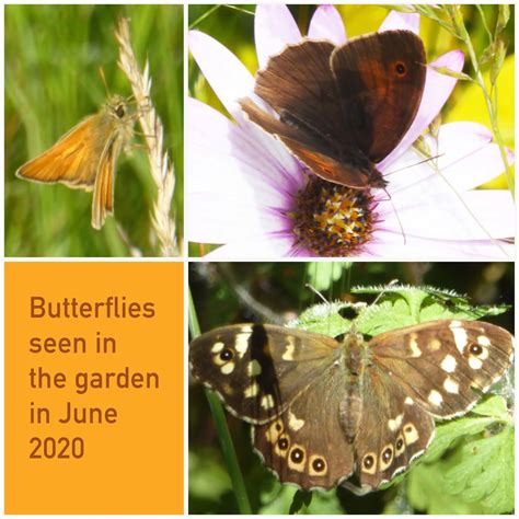 Wild And Wonderful Butterflies In The Garden In June 2020