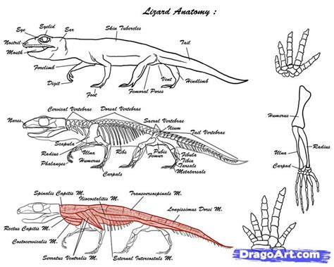 Anatomy Reference Lizard Anatomy