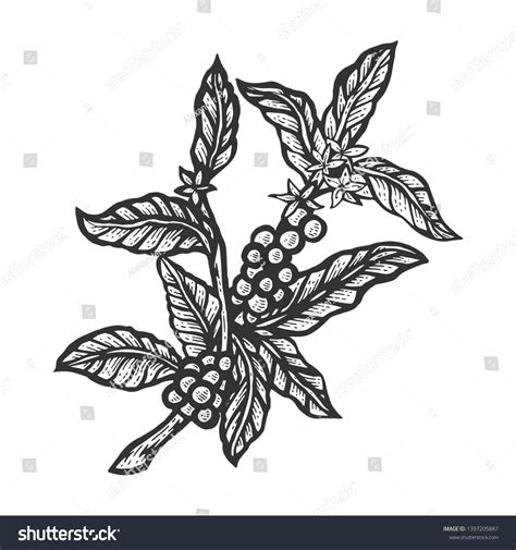 Coffee Plant With Beans Sketch Engraving Vector Royalty Free Stock