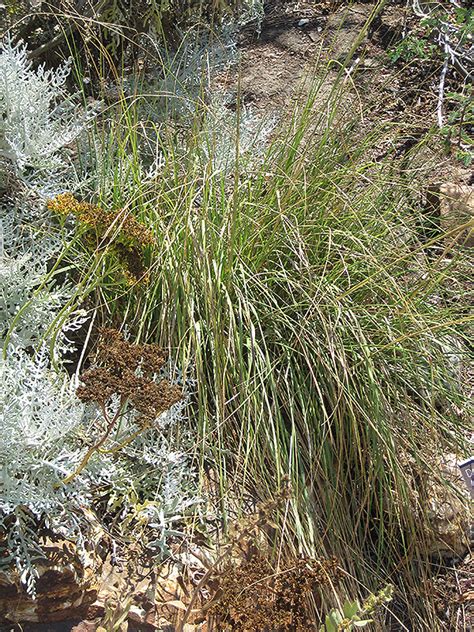 Deer Grass Muhlenbergia Rigens In San Antonio Texas Tx At Rainbow