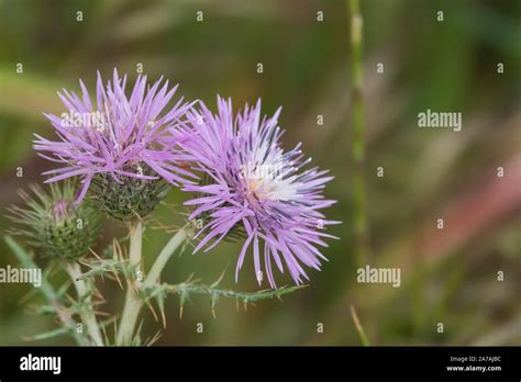 Purple Milk Thistle Inflorescence In Springtime Stock Photo Alamy