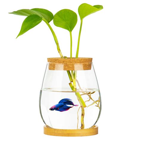 Betta Fish Tanks With Plants