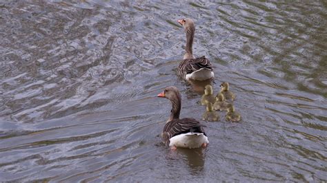 Geese Chick Nature Free Photo On Pixabay Pixabay