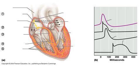 Intrinsic Conduction System Diagram | Quizlet