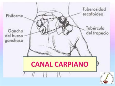 Huesos De La Mu Eca Y Mano Ppt