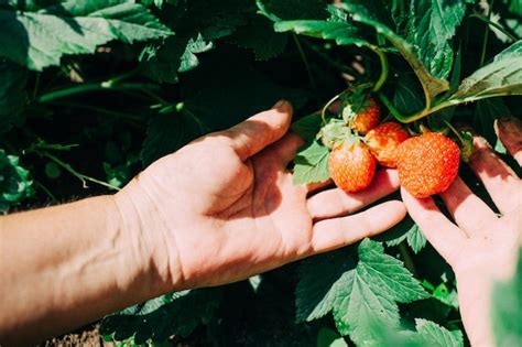 Manos Cortadas Recogiendo Fresas En La Granja Foto Premium