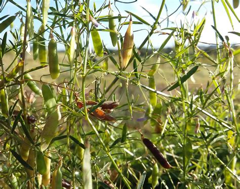 Smooth Tare Plant Information Wild Flower Web