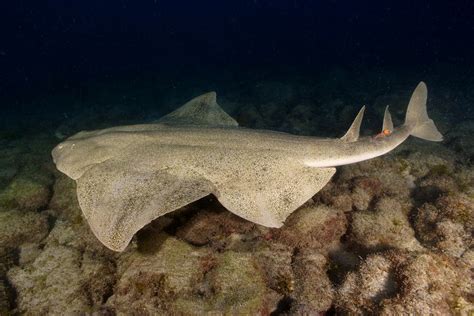 487874801829f5588ef6ao Angel Shark Conservation Network