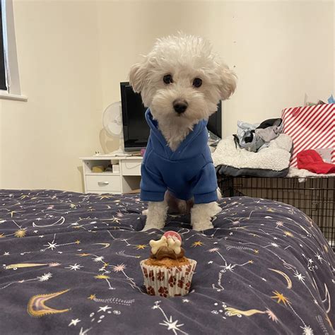 Arlos First Birthday R Maltipoo