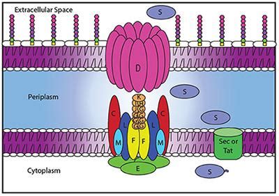 Frontiers Targeting The Type Ii Secretion System Development