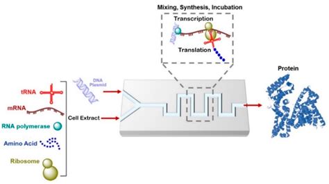 Genes Free Full Text Microfluidic Devices For Drug Delivery Systems