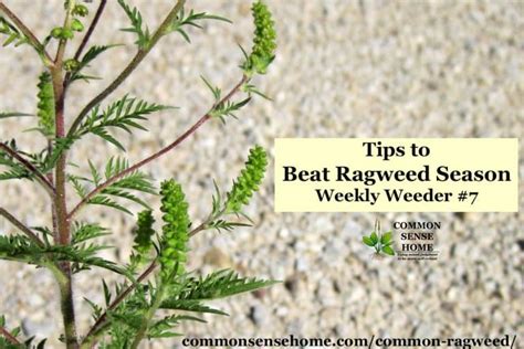 Common Ragweed - Tips to Beat Ragweed Season - Weekly Weeder #7