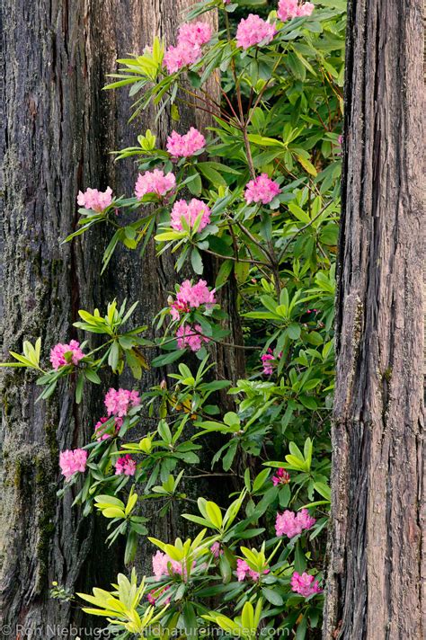 Rhododendrons in Del Norte Coast Redwoods State Park | California