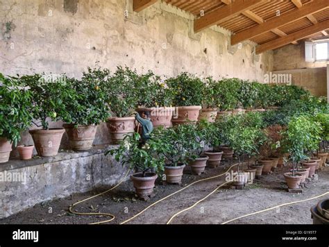 Villa Di Castello Villa Reale Florence Italy A Gardener Watering