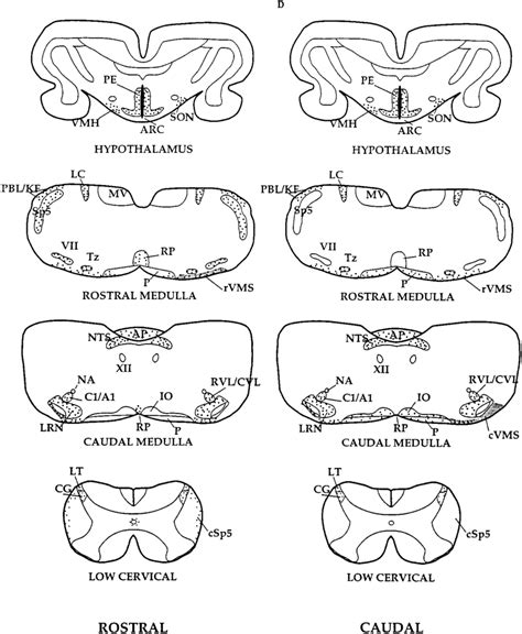 Diagrammatic Representation Of C Fos Immunoreactivity In The Brain Stem