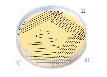 Streak Plate SCIENTIST CINDY Medical Laboratory Science Medical