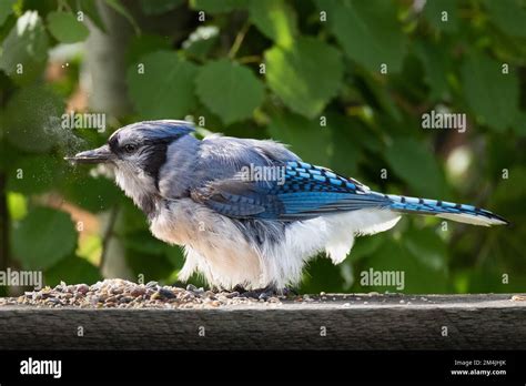 Wilde Blaue Jays Fotos Und Bildmaterial In Hoher Auflösung Alamy