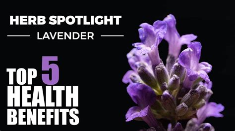 Top Benefits Of Lavender Herb Spotlight Youtube