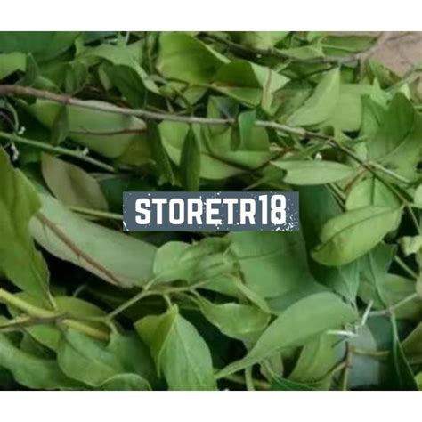 Jual Daun Benalu Pohon Mindi Segar Paket Kg Shopee Indonesia