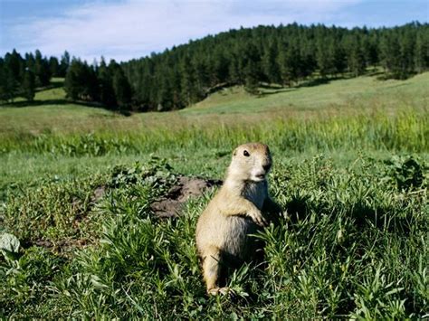 Grassland - Mrs. Grondin Major Biomes of the World