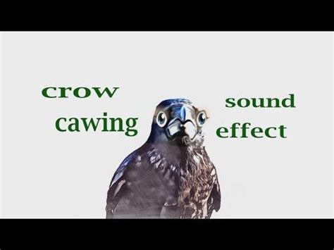 How A Crow Cawing - Sound Effect - Animation | Animal sounds, Animated ...