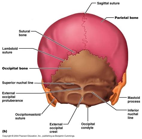 Back of Skull Diagram Diagram | Quizlet