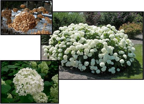 ANNABELLE HYDRANGEA – Hinsdale Nurseries – Welcome to Hinsdale Nurseries