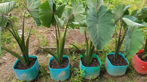 Growing Taro From Cutting In Container Growing Keladi From Cutting