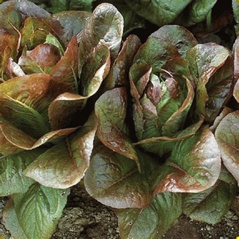 Heirloom Rouge De Hiver Romaine Lettuce Seeds Everwilde Farms