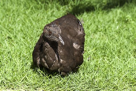 Foto Inhambu Pixuna Crypturellus Cinereus Por Raimundo Carvalho