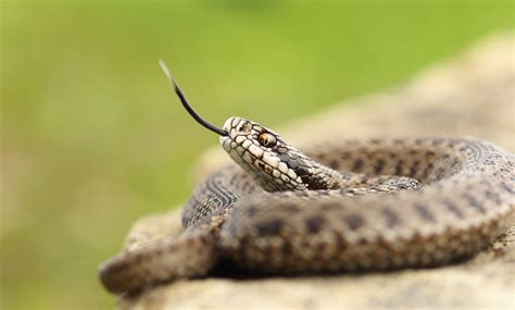 Treating a Snake Bite | Comanche County Memorial Hospital Blog