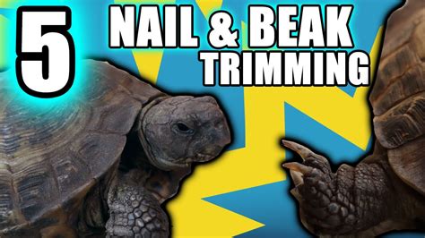 Natural Russian Tortoise Beak Nail Trimming Methods Youtube