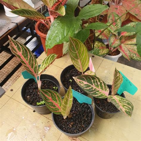 Jual Aglaonema Red Sumatra Pos Pride Of Sumatra Lokal Tanian Shopee