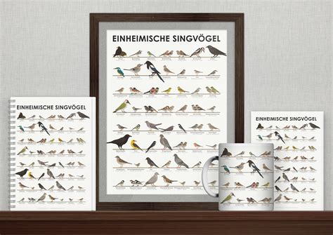 Identification Chart For European Songbirds On Behance