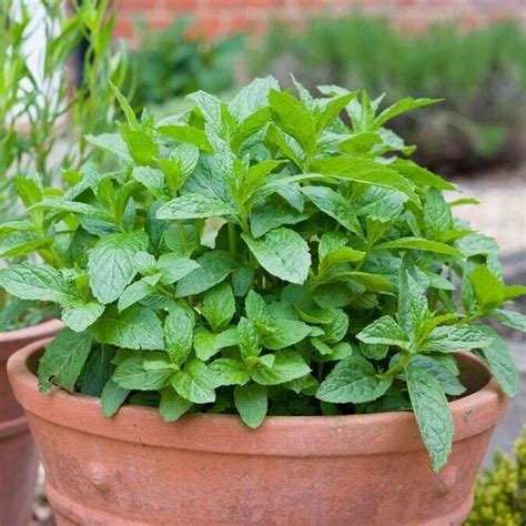 X Pack Strawberry Mint Plug Plants Herb Rosemary Thyme Vegetable