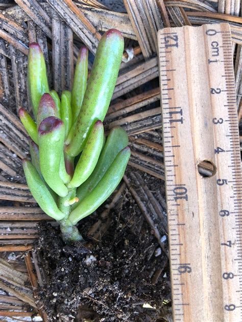 Crassula Ovata Skinny Fingers Coral Jade Etsy