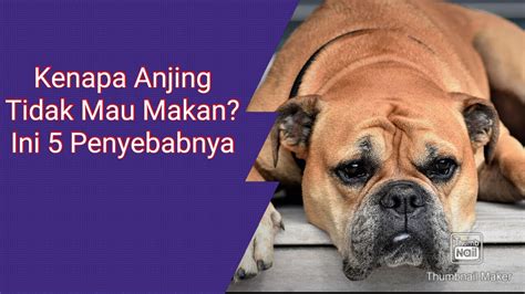 Kenapa Anjing Tidak Mau Makan Ini 5 Penyebabnya Anjing YouTube