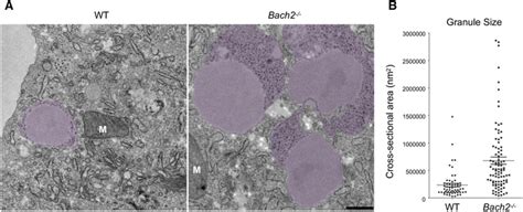 Bach Deficient Effector Ctls Contain Enlarged Lytic Granules And Have