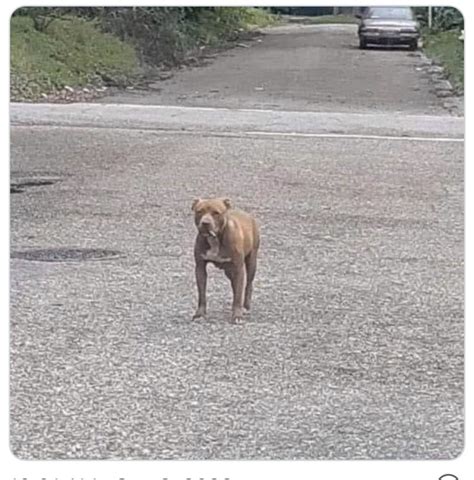 Pit Bull With A Cigarette Memes Imgflip