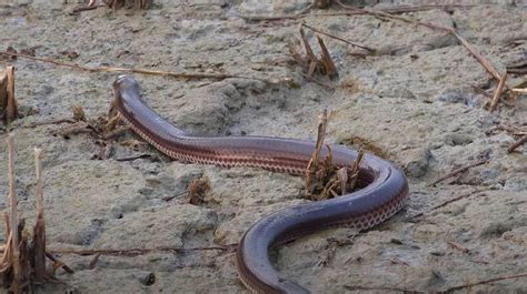 Sunbeam Snake Thailands Iridescent Burrower Of The Earth