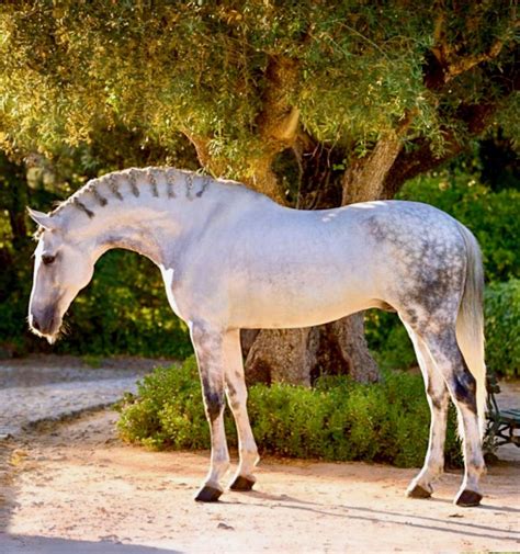 Puro Sangue Lusitano In Native Portugal Photo Ekaterina Druz