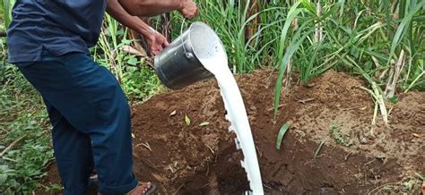 Peternak Sapi Perah Di Ponorogo Buang Ratusan Liter Susu Setiap Hari