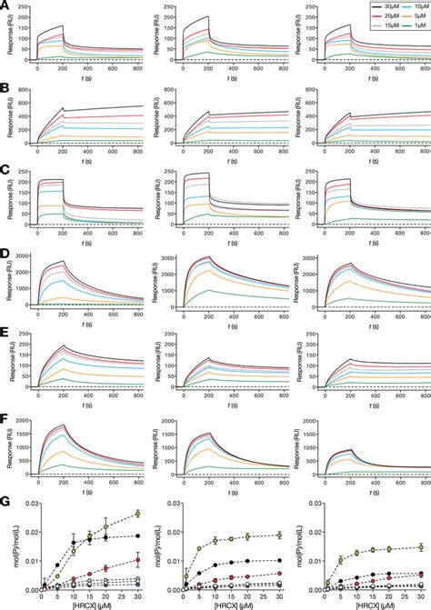 Sensorgram Maximum Binding Response Versus Peptide Concentration Spr