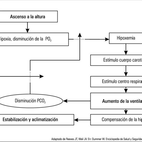 Mecanismo de aclimatación en ascenso agudo a la altura Download