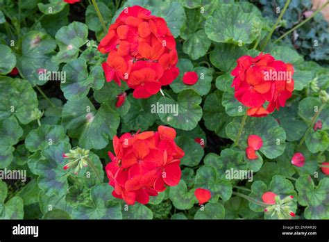 Red Zonal Geranium Pelargonium Hortorum With Red Flowers With Green Leaves In The Garden