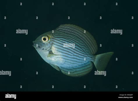 Elongate Surgeonfish Acanthurus Mata Juvenile Swimming Lembeh