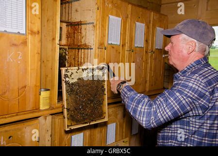 Apiculteur Retirant Le Nid D Abeille De La Ruche Personne En Costume