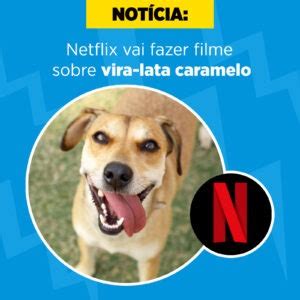 Você sabia que o comportamento do seu pet pode ajudar a identificar