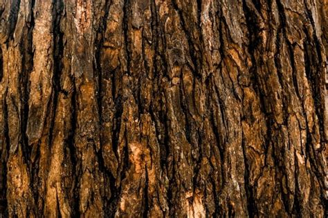 Seamless Texture Of Tree Bark Cool For Wallpaper 1742805