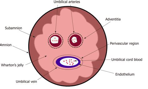 Human Umbilical Cord Mesenchymal Stem Cells Ameliorate Liver Fibrosis